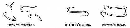 Image unavailable: SPONGE-SPICULES.
BUTCHER’S HOOK.
PORTER’S HOOK.