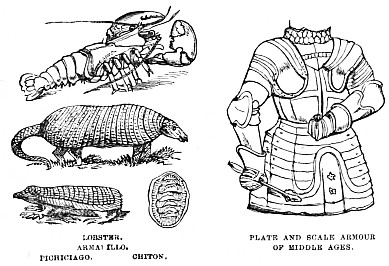 Image unavailable: LOBSTER.
ARMADILLO.
PICHICIAGO.      CHITON.

PLATE AND SCALE ARMOUR
OF MIDDLE AGES.