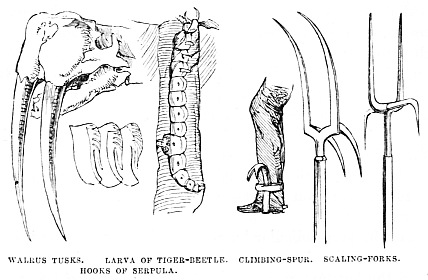 Image unavailable: WALRUS TUSKS. LARVA OF TIGER-BEETLE. CLIMBING-SPUR. SCALING-FORKS.
HOOKS OF SERPULA.