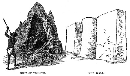 Image unavailable: NEST OF TERMITE.
MUD WALL.