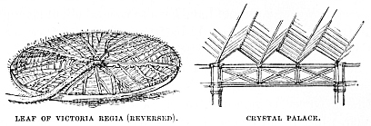 Image unavailable: LEAF OF VICTORIA REGIA (REVERSED).
CRYSTAL PALACE.