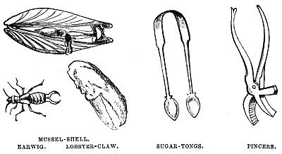 Image unavailable: MUSSEL-SHELL. EARWIG. LOBSTER-CLAW.
SUGAR-TONGS.
PINCERS.