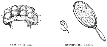 Image unavailable: EYES OF SPIDER.
MULTIPLYING-GLASS.