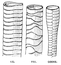 Image unavailable: OX.
PIG.
GOOSE.