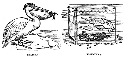 Image unavailable: PELICAN.
FISH-TANK.