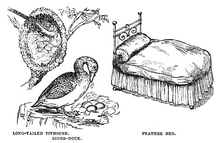 Image unavailable: LONG-TAILED TITMOUSE.
EIDER-DUCK.
FEATHER BED.