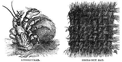 Image unavailable: ROBBER-CRAB.
COCOA-NUT MAT.