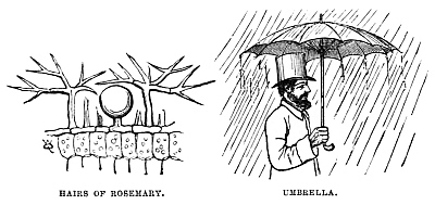 Image unavailable: HAIRS OF ROSEMARY.
UMBRELLA.