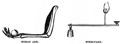 Image unavailable: HUMAN ARM.
STEELYARD.