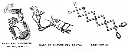 Image unavailable: HEAD AND PROBOSCIS OF HOUSE-FLY.
MASK OF DRAGON-FLY LARVA.
LAZY-TONGS.