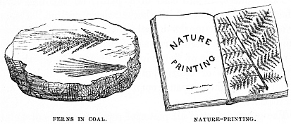 Image unavailable: FERNS IN COAL.
NATURE-PRINTING.