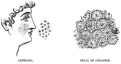 Image unavailable: STIPPLING.
PETAL OF GERANIUM.