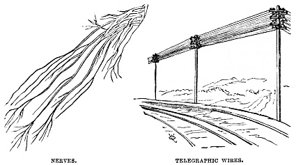 Image unavailable: NERVES.
TELEGRAPHIC WIRES.