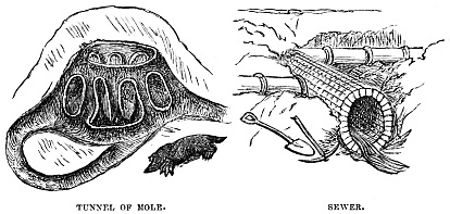 Image unavailable: TUNNEL OF MOLE.
SEWER.