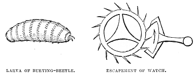 Image unavailable: LARVA OF BURYING-BEETLE.
ESCAPEMENT OF WATCH.