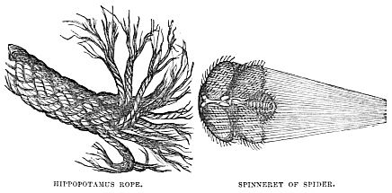 Image unavailable: HIPPOPOTAMUS ROPE.
SPINNERET OF SPIDER.