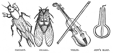 Image unavailable: CRICKET.
CICADA.
VIOLIN.
JEW’S HARP.
