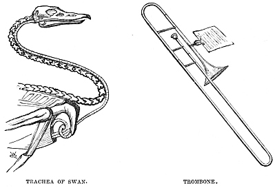 Image unavailable: TRACHEA OF SWAN.
TROMBONE.