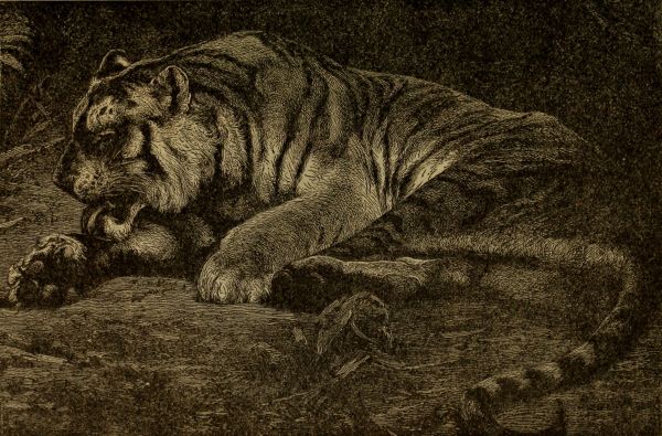 tiger