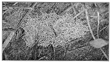 Fig. 359. Web of Erigone dentigera among stems of grass close to the ground.
About the real size.