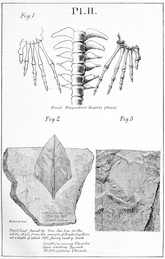 Pl. II _Fig. 1._ _Fossil Dicynodont Reptile (Owen.)_ _Fig. 2._ _Fig. 3._ _Natural Size_ _Fossil Leaf found by Geo. Jas. Lee in the white shale from the margin of Kimberley Mine at a depth of about 50ft.; facing road q South._ _Length (as restored) 2Â¹âââ inches._ _Apex wanting Â¹â·âââ inch._ _Width (entire) 1Â¼ inch._