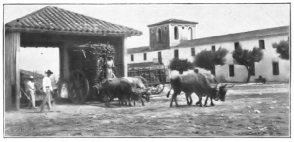 TRANSPORTING SUGAR-CANE, CUBA