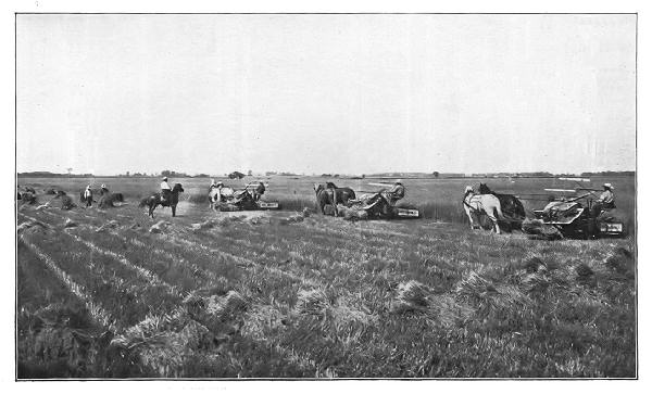 THE WHEAT INDUSTRY—HARVESTING WITH McCORMICK
SELF-BINDING REAPERS