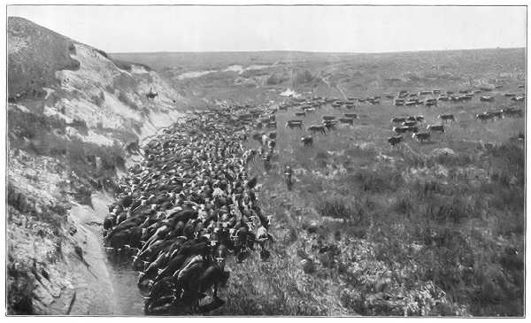 ON A TEXAS CATTLE RANCH