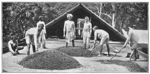 PREPARING THE BEANS FOR SHIPMENT