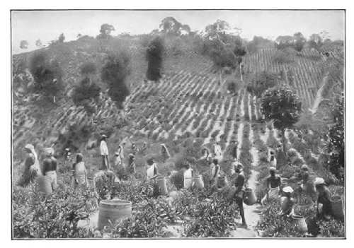 A TEA-PLANTATION—PICKING THE LEAVES