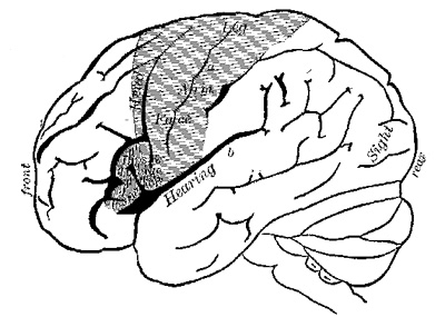 Fig. 3.—Outer surface of left hemisphere of the brain (modified from Exner): a, fissure of Rolando; b, fissure of
Sylvius.