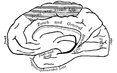 Fig. 4.—Inner (mesial) surface of the right hemisphere of the brain (modified from Schäfer and Horsley). In both figures the
shaded area is the motor zone.
