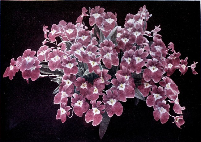 PLATE II

MILTONIA VEXILLARIA

"Empress Augusta Victoria"

(This specimen, cultivated from a single growth, bore 126 flowers.)