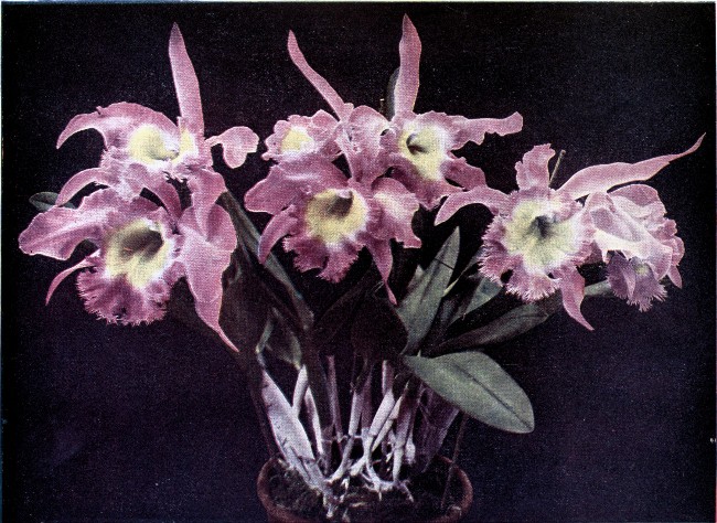 PLATE V

BRASSO-CATTLEYA DIGBYANO-MOSSIÆ

"Westonbirt Variety"

(Raised from a cross between Brassavola Digbyana and Cattleya
Mossiæ.)