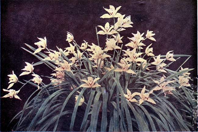 PLATE VI

CYMBIDIUM LOWIO-EBURNEUM

(This plant has been commended for its culture on two separate occasions
by the R.H.S.)