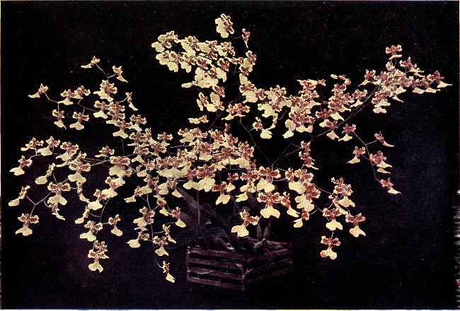 PLATE VII

ONCIDIUM MARSHALLIANUM