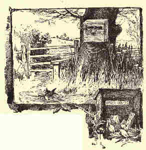 Letter-box taken possession of
by Tomtits.