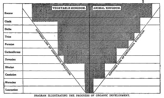 DIAGRAM ILLUSTRATING THE PROGRESS OF ORGANIC DEVELOPMENT.

In the above Diagram the progress of Organic Development, as manifested
in higher and higher types, is indicated by the increasing divergence of
new forms from primitive simplicity of structure, represented by the
medium line separating the vegetable and animal kingdoms.

The Supposed line of continuous Evolution, indicates the gradual
course which should be taken by Development, on Darwinian or Spencerian
principles, by accumulation of minute differences in successive
generations, as contrasted with the abrupt and simultaneous appearance
of highly differentiated types, as spoken of by palÃ¦ontologists.

[To face page 227.