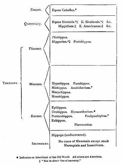 DEVELOPMENT OF EQUIDÃ.