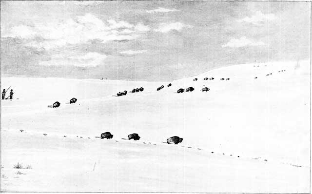BUFFALOES IN THE SNOW.