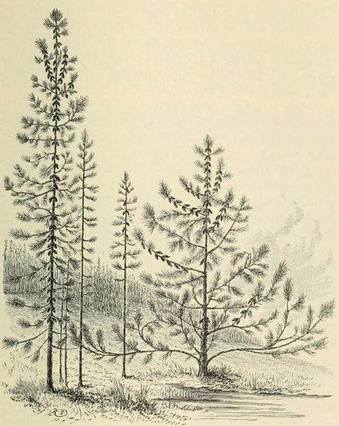 THE GROVE FORM. THE ISOLATED FORM (PINUS TUBERCULATA)