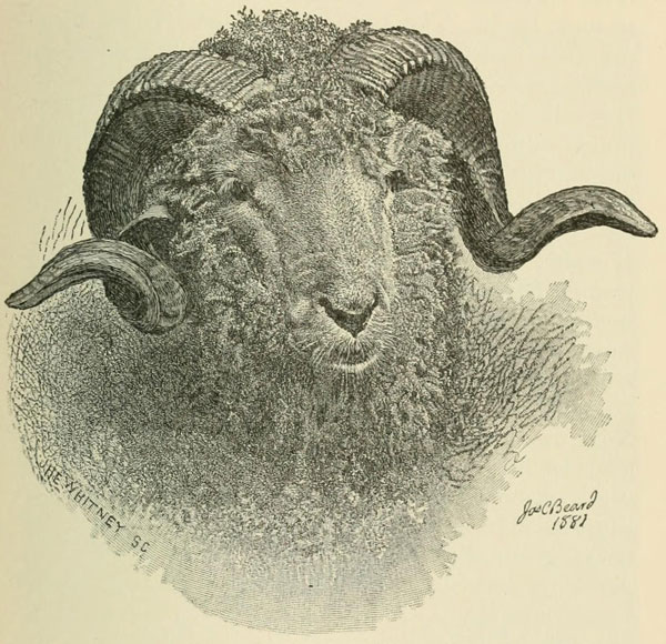 HEAD OF THE MERINO RAM (DOMESTIC)