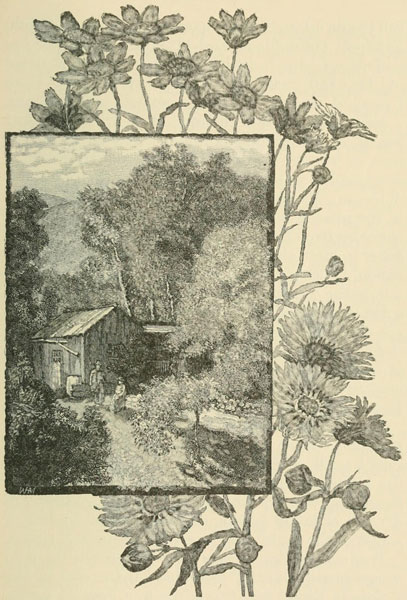 A BEE-KEEPER’S
CABIN.—BURRIELIA (ABOVE).—MADIA (BELOW)