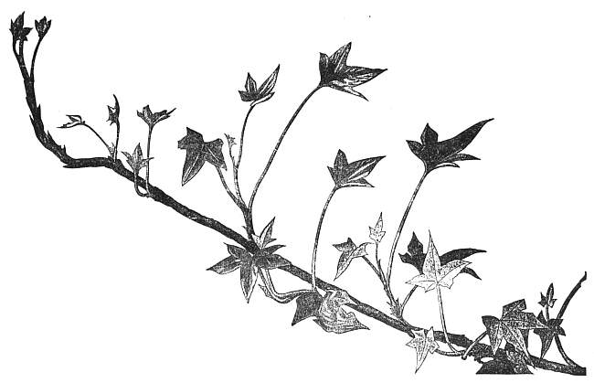 Leaf Curvature. Young Ivy.