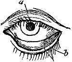 Fig. vii. Fig. vii.