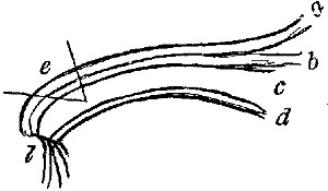 Fig. viii. Fig. viii.