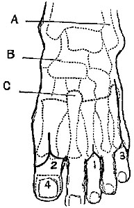 Fig. V. Fig. V.