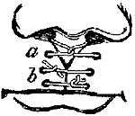 Fig. xxv. Fig. xxv.