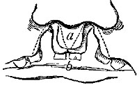 Fig. xxvi. Fig. xxvi.
