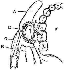 Fig. xxviii. Fig. xxviii.
